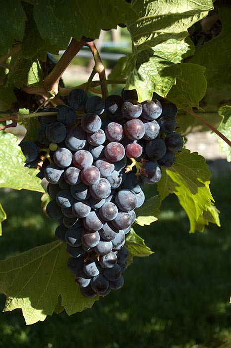 Pinot Noir grapes at Tinhorn Creek Winery