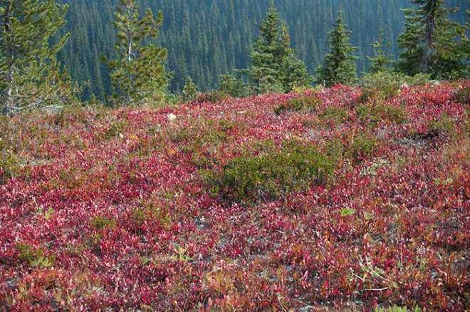 sub alpine meadows Manning Park, British Columbia, Canada